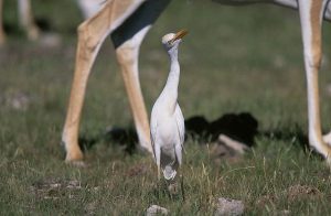 Kuhreiher (Ardeola ibis)