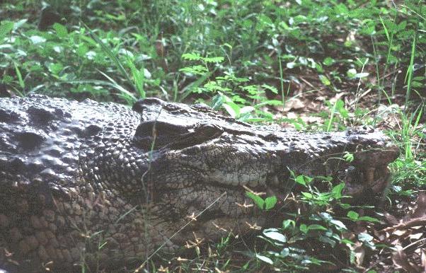 Leistenkrokodil (Crocodylus porosus)