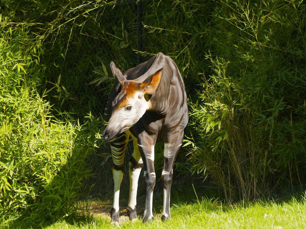 Okapi (Okapia johnstoni) im Steckbrief Merkmale, Vorkommen, Verhalten