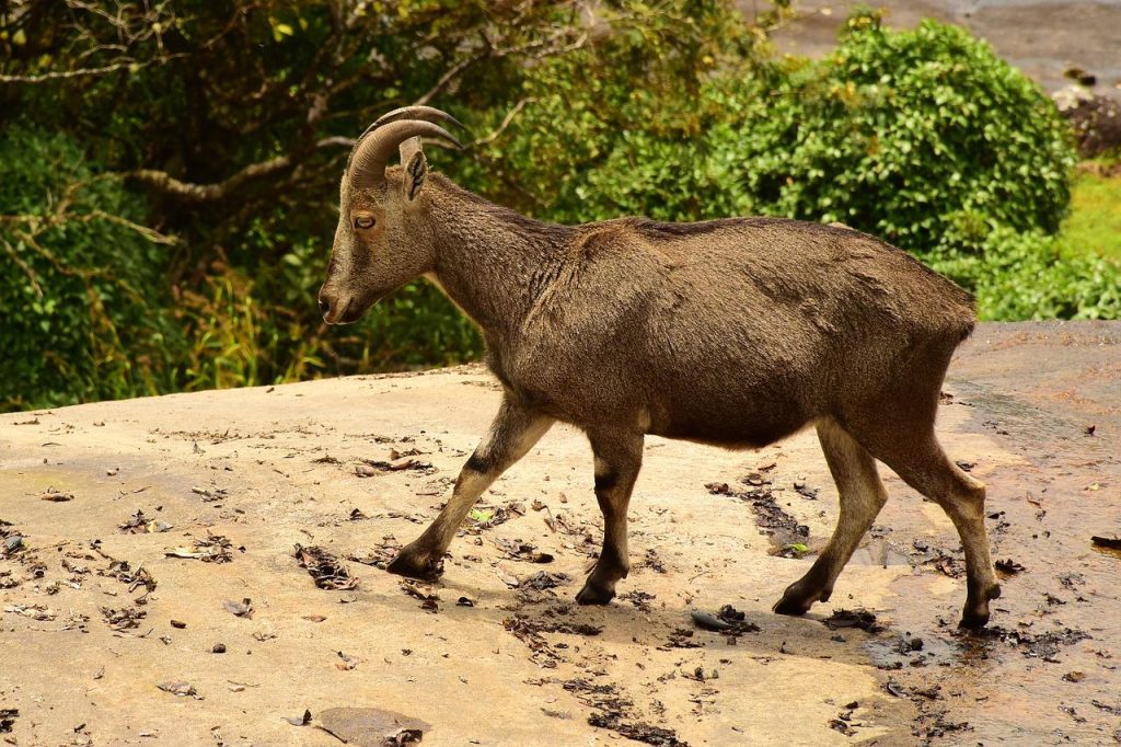 Tahr (Hemitragus jemlahicus) im Steckbrief Merkmale, Vorkommen