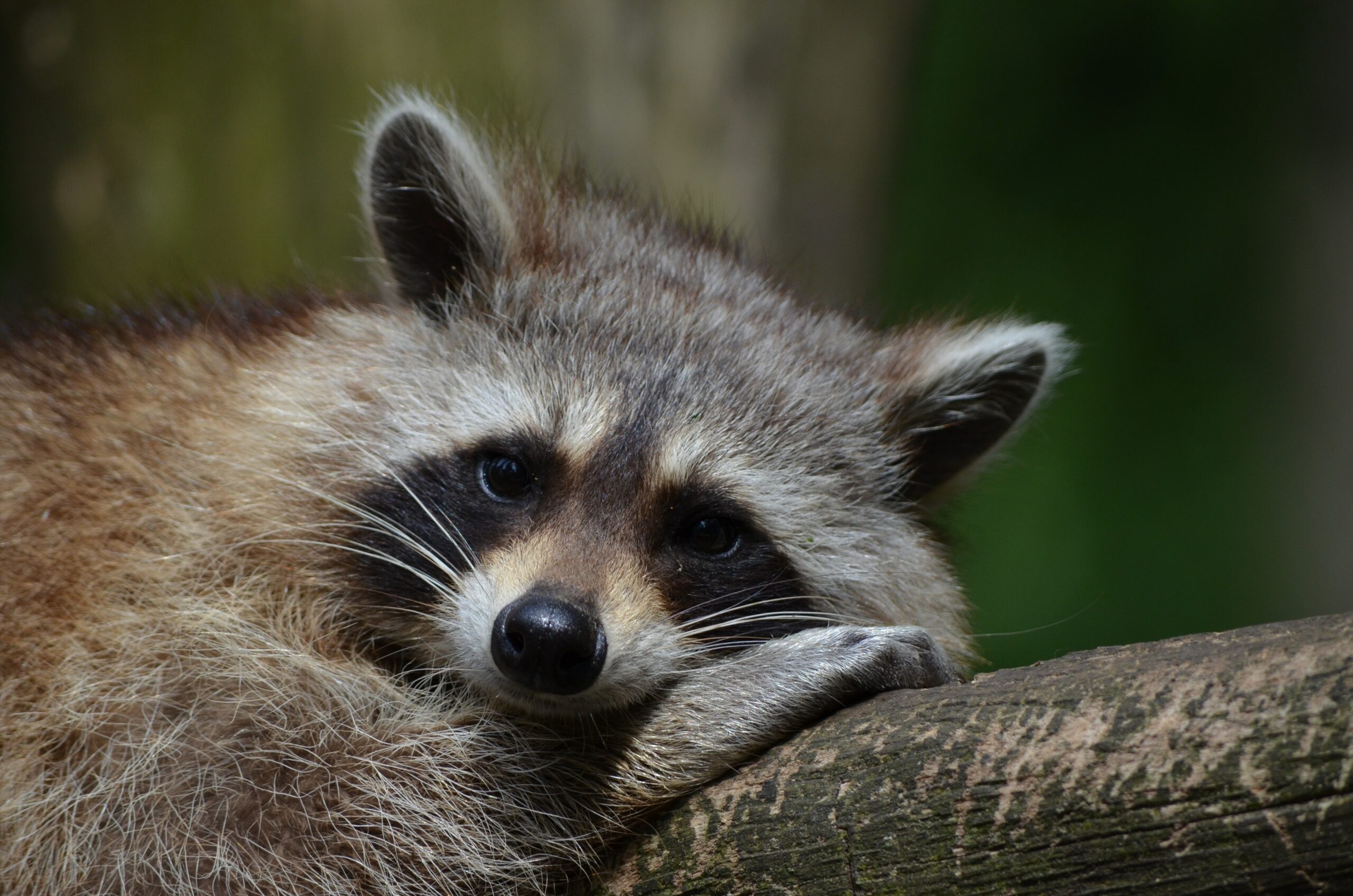 Waschbär (Procyon lotor) im Steckbrief Merkmale, Vorkommen, Verhalten