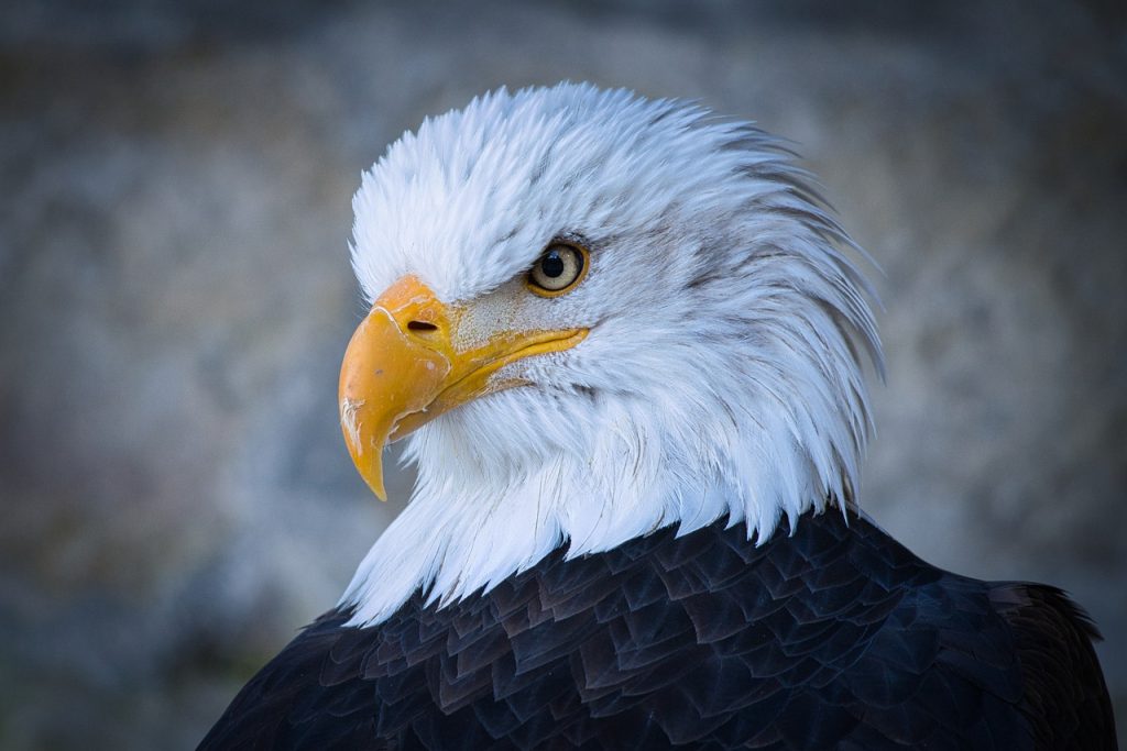 Weißkopfseeadler (Haliaeetus leucocephalus) im Steckbrief Merkmale, Vorkommen, Verhalten etc. Weißkopfseeadler (Haliaeetus leucocephalus) im Steckbrief Merkmale, Vorkommen, Verhalten etc.