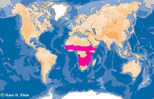 Verbreitungsgebiet des afrikanischen Wildhundes