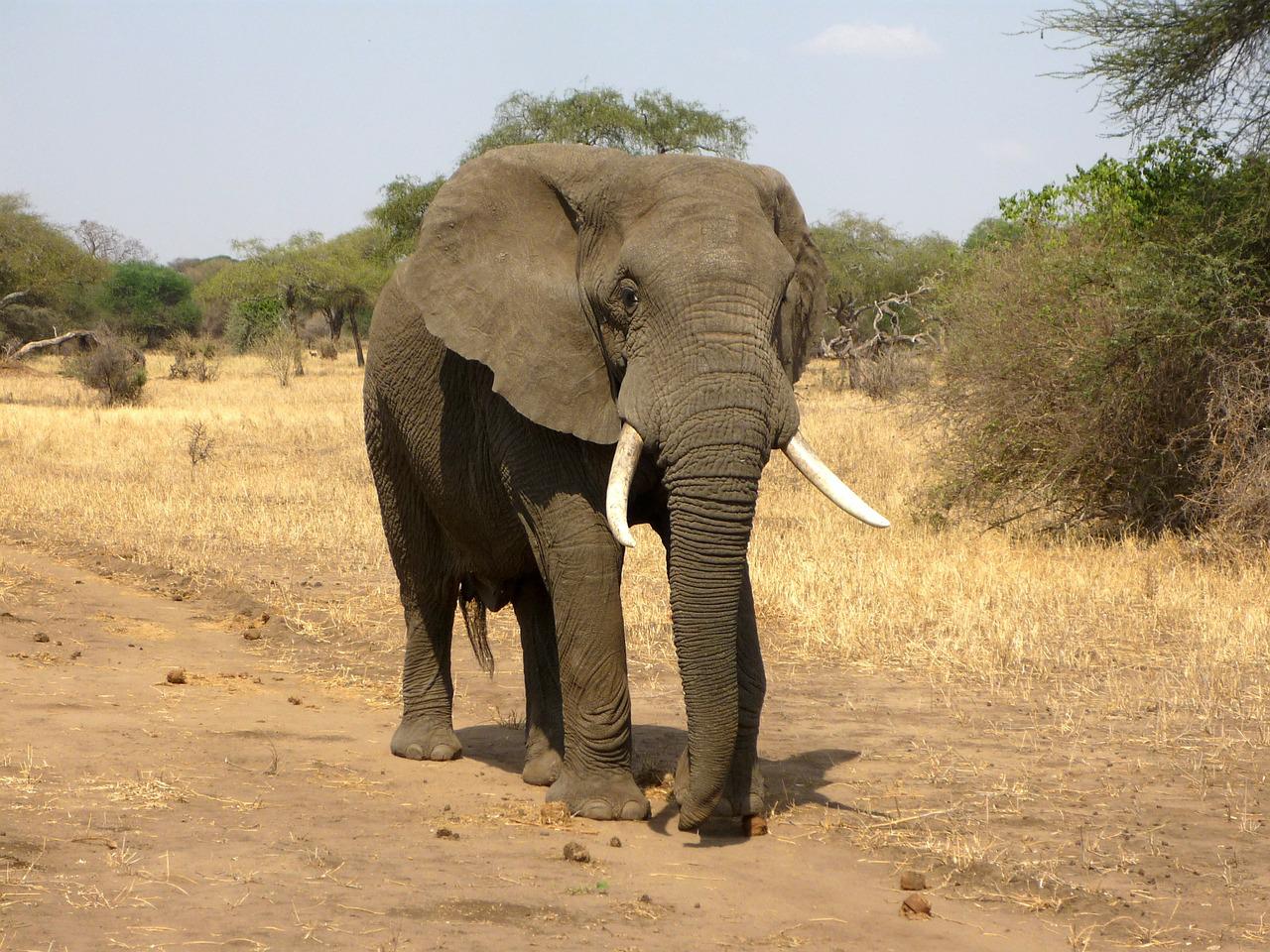 Afrikanischer Elefant (Elephantidae)