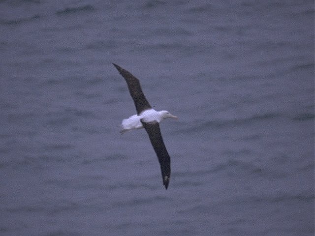 Albatros (Diomedea epomophora)