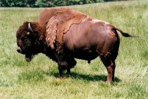 Bison (Bison bonasus, Bison bison)