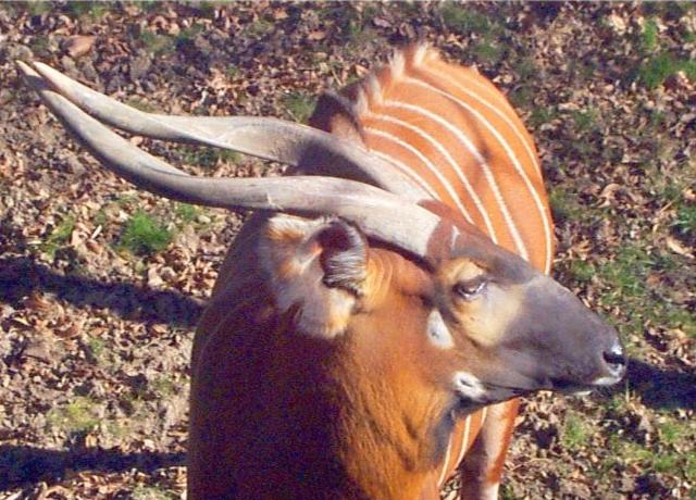 Bongo (Tragelaphus euryceros) im Steckbrief Merkmale, Vorkommen