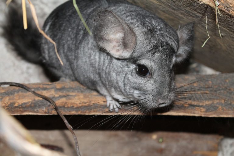 Chinchilla (Chinchilla lanigera) im Steckbrief Merkmale, Vorkommen
