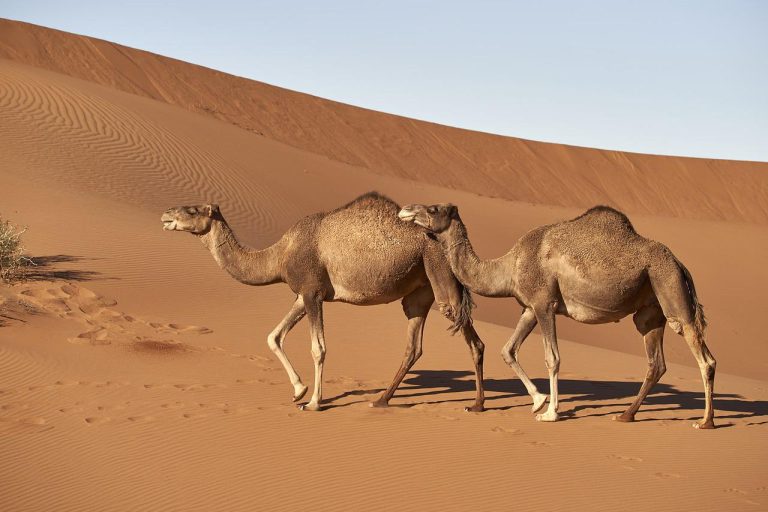 Dromedar (Camelus dromedarius) im Steckbrief Merkmale, Vorkommen