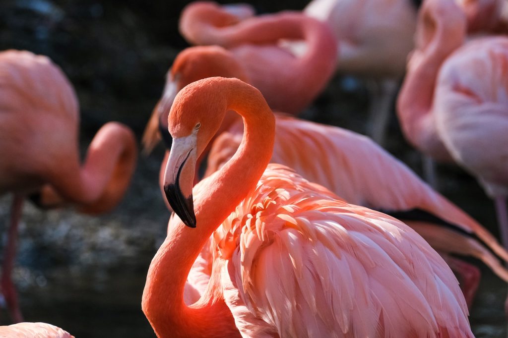 Flamingo phoenicopterus ruber im steckbrief merkmale vorkommen