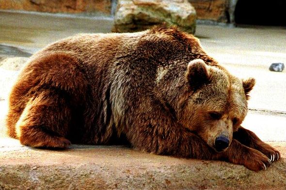 Grizzlybär (Ursus arctos horribilis) im Steckbrief - Merkmale ...