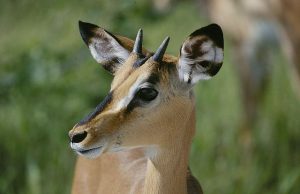 Impala-Antilope (Aepyceros melampus)