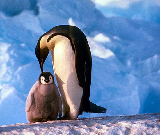 Kaiserpinguin (Aptenodytes forsteri) im Steckbrief - Merkmale