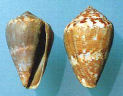 Kegelschnecke (Conus mediterraneus)
