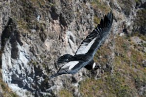 Kondor (Vultur gryphus)