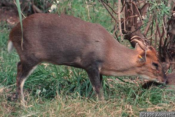 Muntjak (Muntiacus muntjak) im Steckbrief Merkmale, Vorkommen