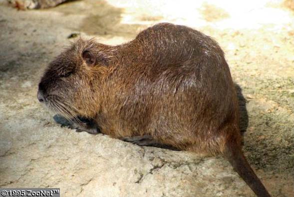 Baumratten (Capromyidae) Tierenzyklopaedie