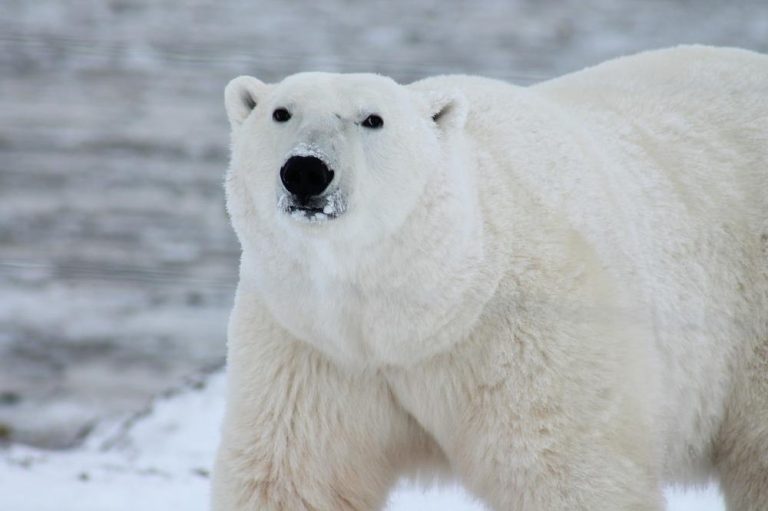 Eisbär (Ursus maritimus)