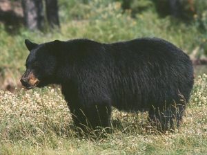 Schwarzbär