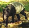 Tapir (Tapirus indicus)