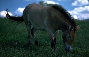 Urwildpferd (Przewalskipferd Equus przewalskii)