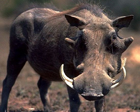 Warzenschwein (Phacochoerus aethiopicus), kompakt beschrieben mit ...