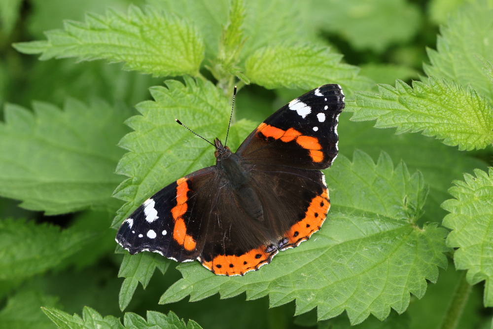 Admiral (admiralartiger Schmetterling) im Steckbrief - Merkmale ...