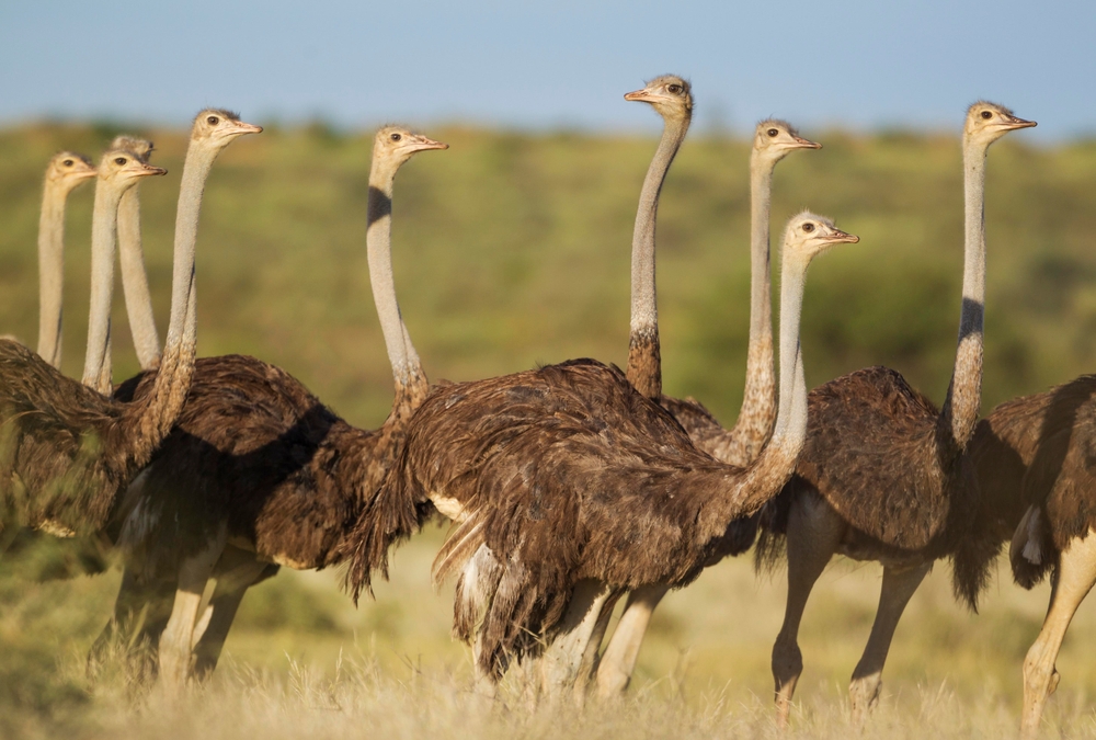 Afrikanischer Strauß (Struthio camelus) im Steckbrief - Merkmale ...