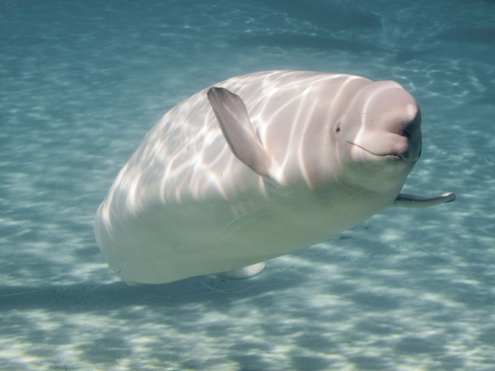 Beluga (Delphinapterus leucas) im Steckbrief Merkmale, Vorkommen