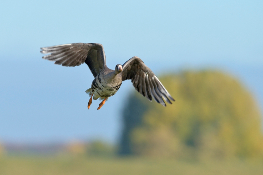 Blässgans (Anser albifrons) im Steckbrief Merkmale, Vorkommen