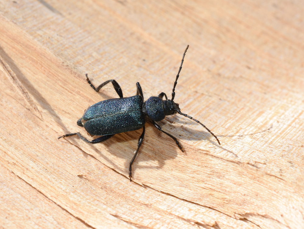 Blauvioletter Scheibenbock (Callidium violaceum) im Steckbrief