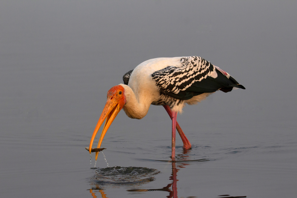 Buntstorch (Mycteria leucocephala) im Steckbrief Merkmale, Vorkommen