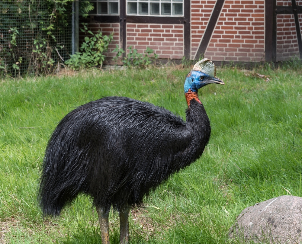 Kasuare (Casuariidae) Tierenzyklopaedie