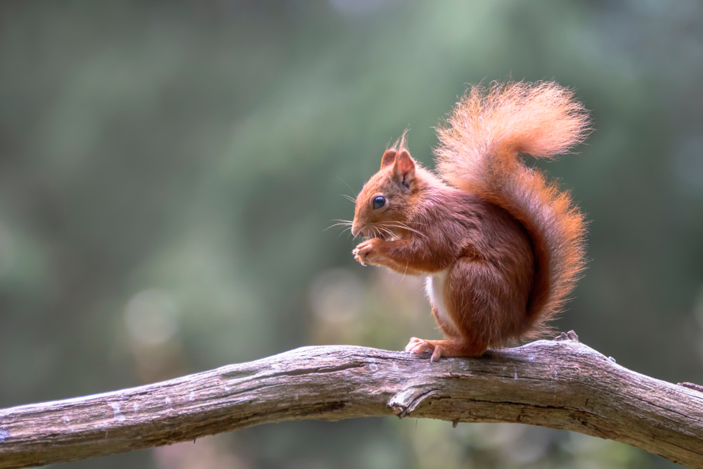 Eurasisches Eichhörnchen (sciurus vulgaris) im Steckbrief Merkmale