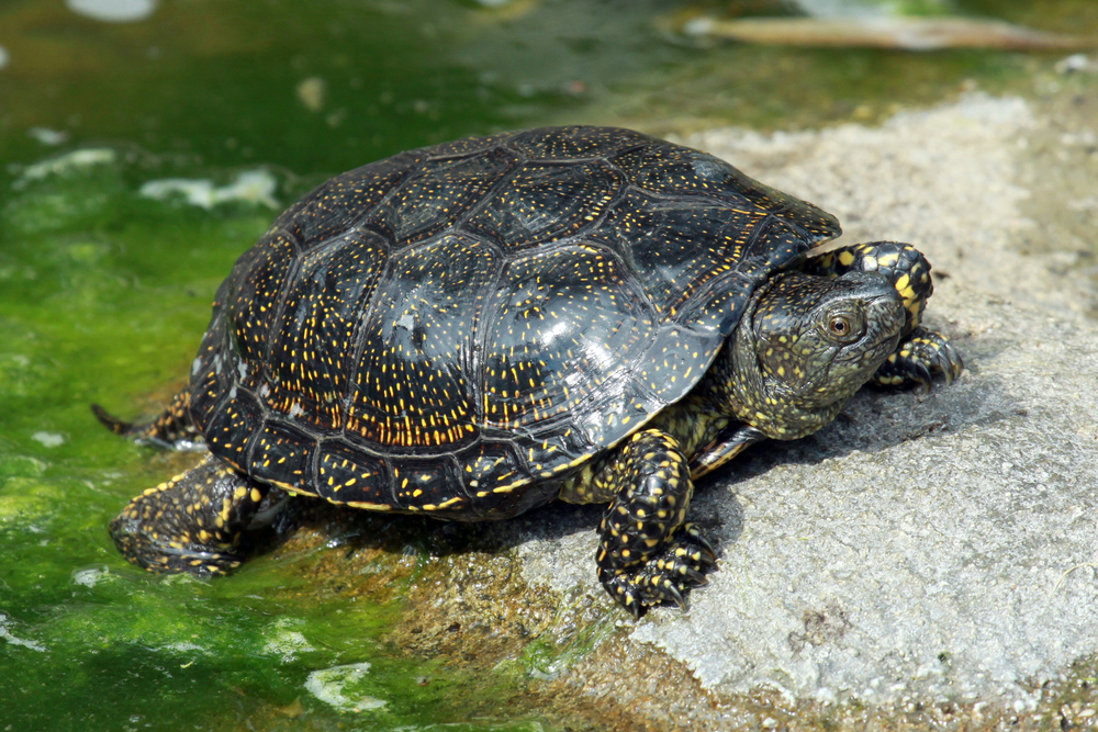 Europäische Sumpfschildkröte (Emys orbicularis) im Steckbrief