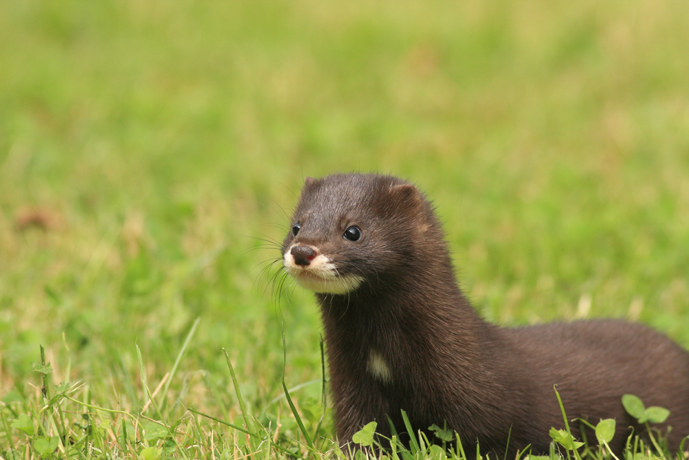 Europäischer Nerz (mustela lutreola) im Steckbrief Merkmale