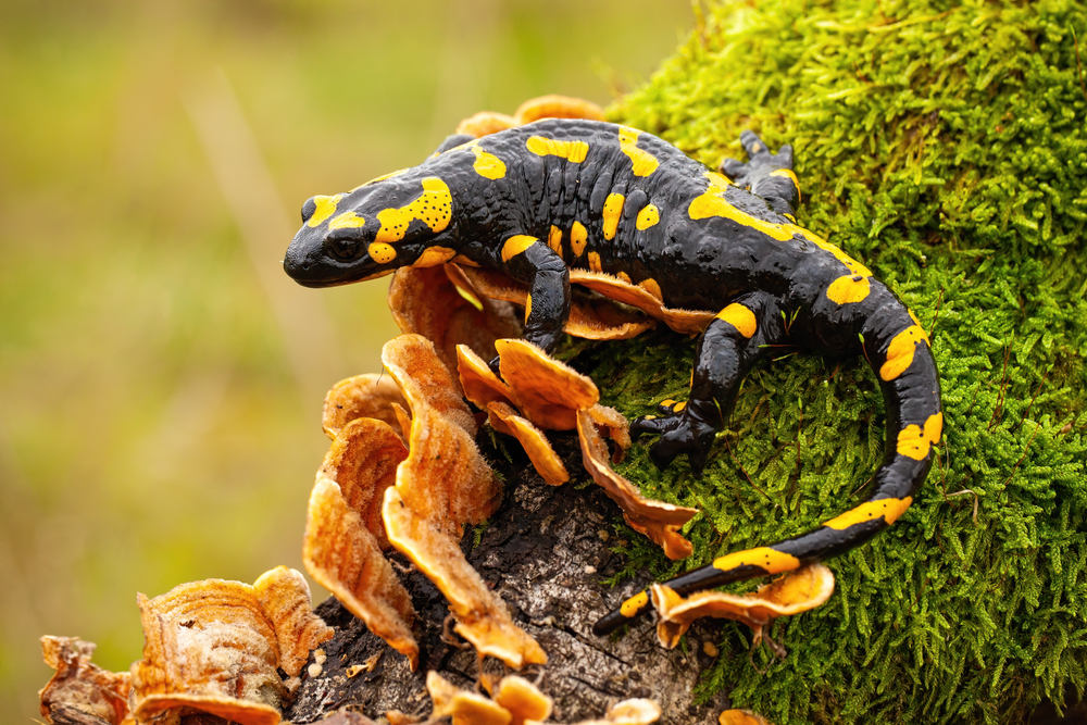Echte Salamander und Molche (Salamandridae) - Tierenzyklopaedie