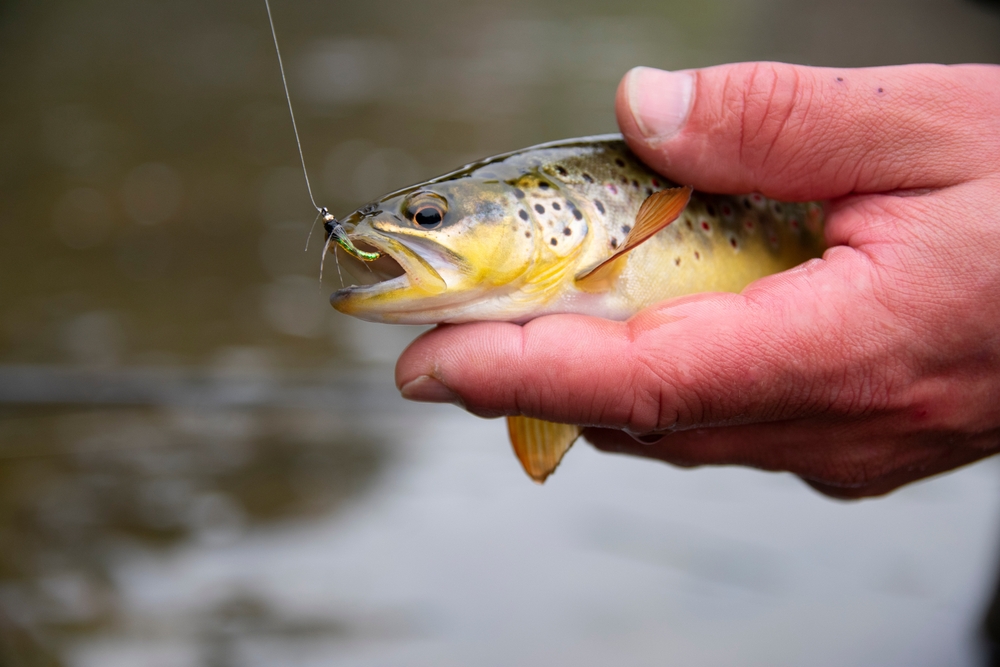 Forelle (Salmo trutta) im Steckbrief Merkmale, Vorkommen, Verhalten etc.