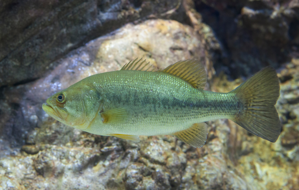 Forellenbarsch (Micropterus salmoides) im Steckbrief Merkmale