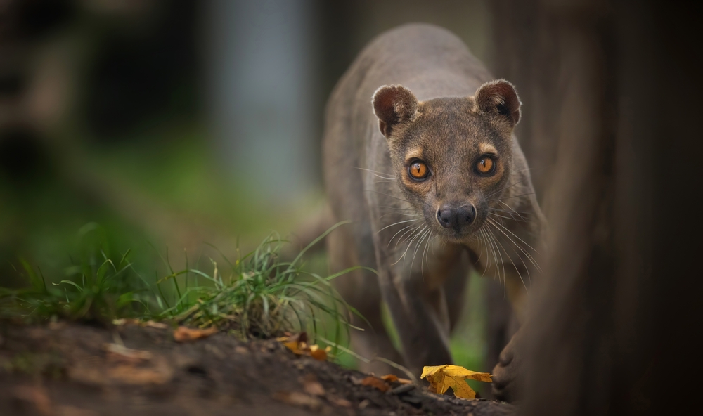 Fossa (Cryptoprocta ferox) im Steckbrief Merkmale, Vorkommen