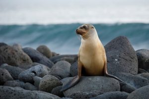 Galápagos-Seelöwe