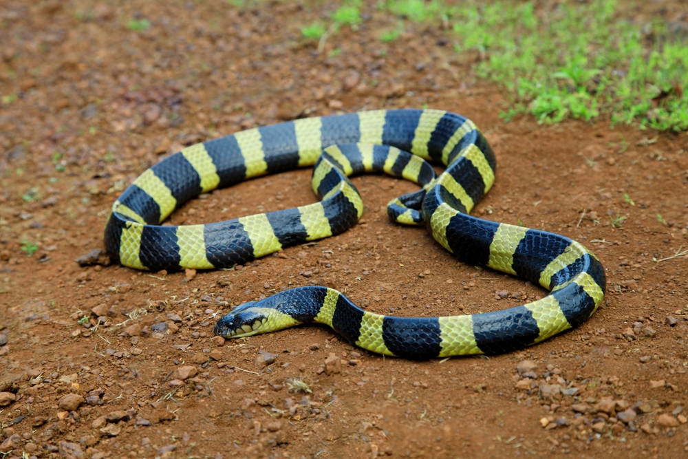Gebänderter Krait (Bungarus fasciatus) im Steckbrief Merkmale