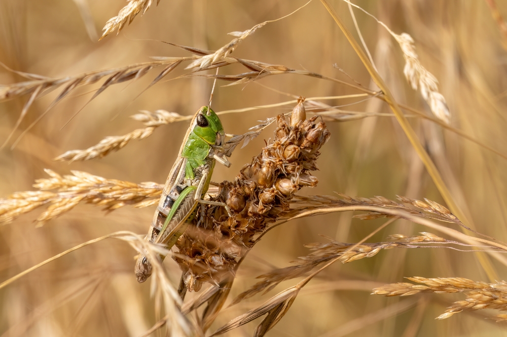 Gemeiner Grashüpfer (Chorthippus parallelus) im Steckbrief Merkmale