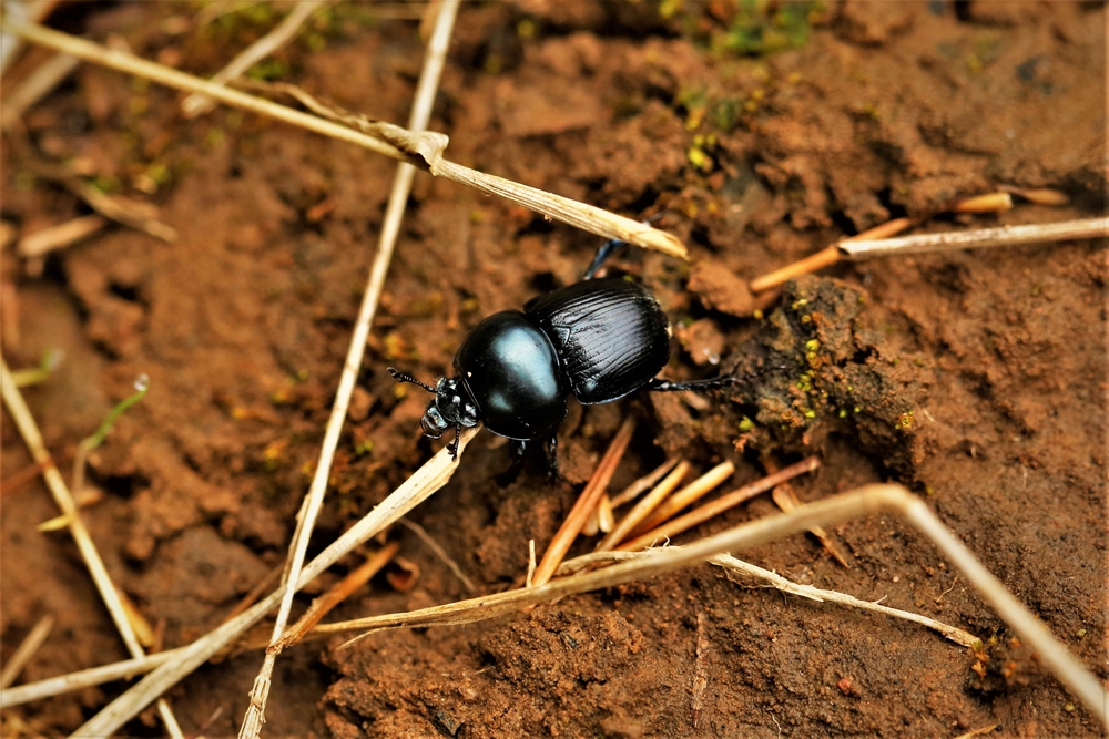 Mistkäfer (Geotrupidae) Tierenzyklopaedie