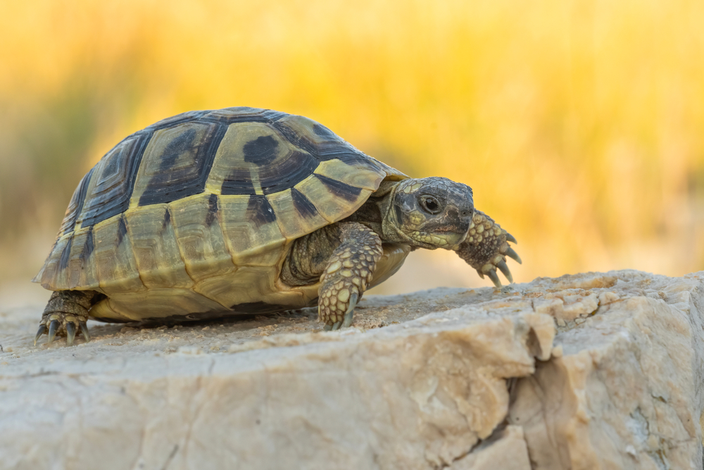 Griechische Landschildkröte (Testudo hermanni) im Steckbrief Merkmale