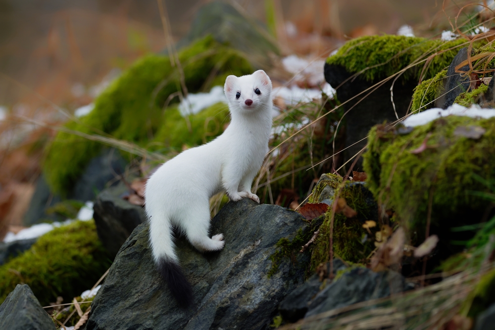 Großwiesel (Mustela erminea) im Steckbrief Merkmale, Vorkommen