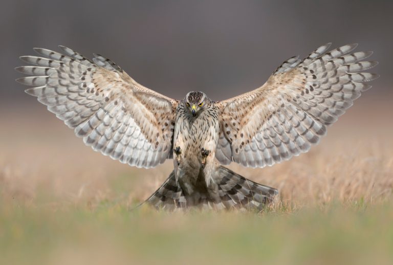 Habicht (Accipiter gentilis) im Steckbrief Merkmale, Vorkommen