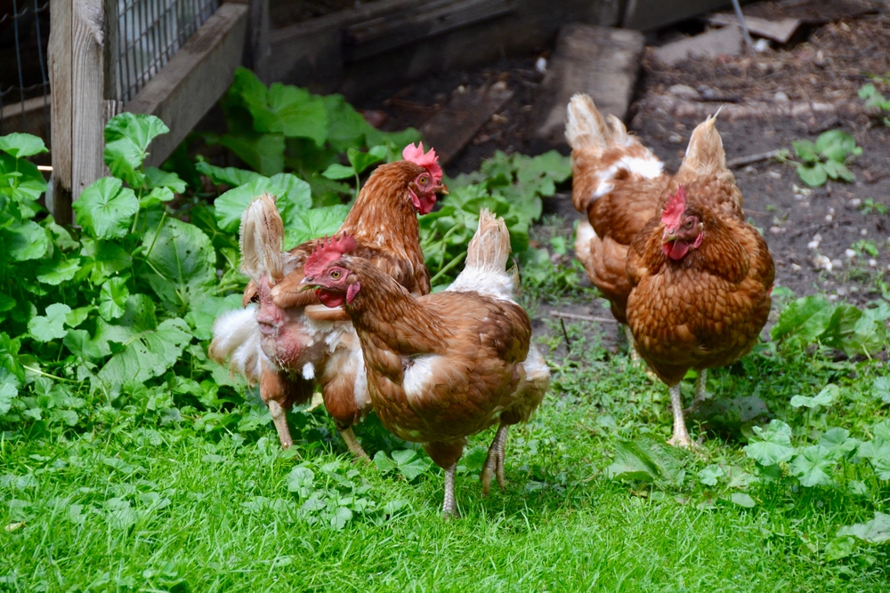 Haushuhn (Gallus gallus domesticus) im Steckbrief Merkmale, Vorkommen