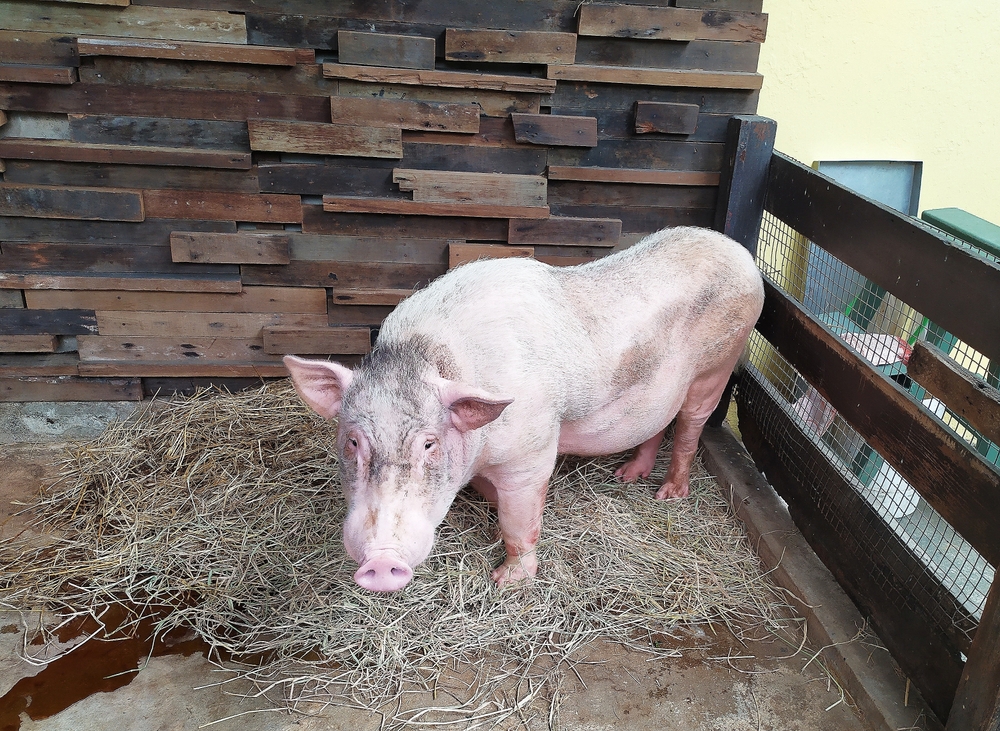 Hausschwein (Sus scrofa domesticus) im Steckbrief Merkmale, Vorkommen
