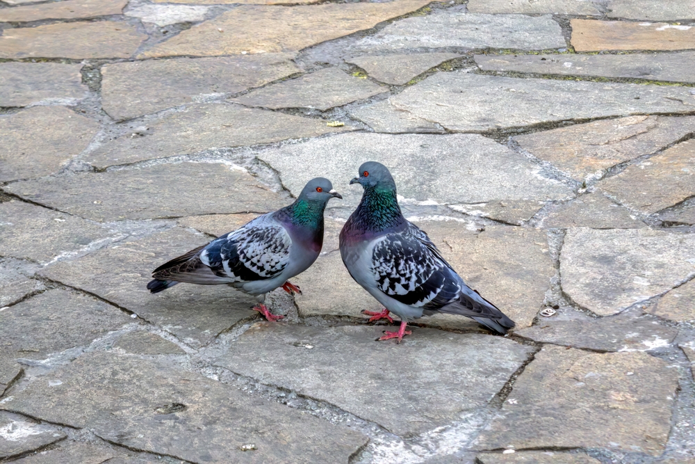 Haustaube (Columba livia domestica) im Steckbrief Merkmale, Vorkommen